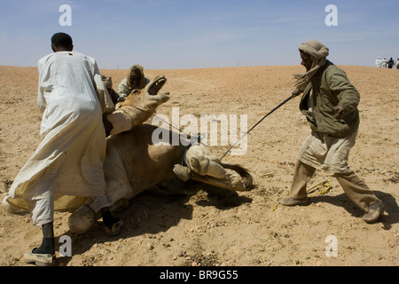 Die Haltestelle Dongola Sudan ist ein guter Zeitpunkt für Kamel Fuß Reparatur. Später verlassen die Kamelen Gruppen zusammen für den Rahmen. Stockfoto