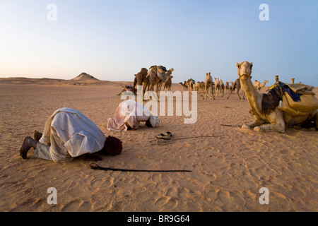 Sonnenuntergang Gebete nach Mekka wurde eine Routine für das Kamelen Hirten führt eine Karawane Wüste Sahara Nordsudan. Stockfoto