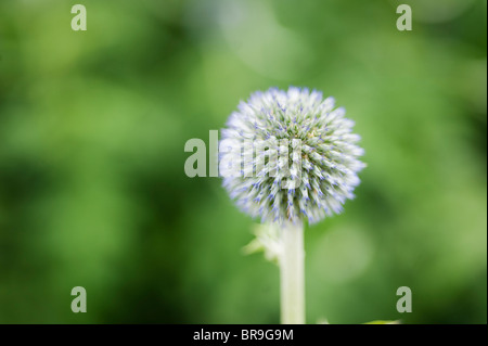 Echinops Bannaticus 'Taplow Blue', Globe Thistle Stockfoto