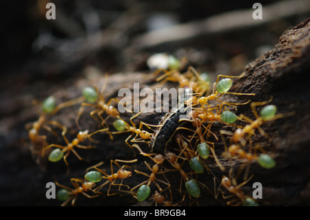 Grüne Weberameisen (Oecophylla Smaragdina) Abbau eine Raupe im Litchfield Nationalpark, Northern Territory, Australien. Stockfoto