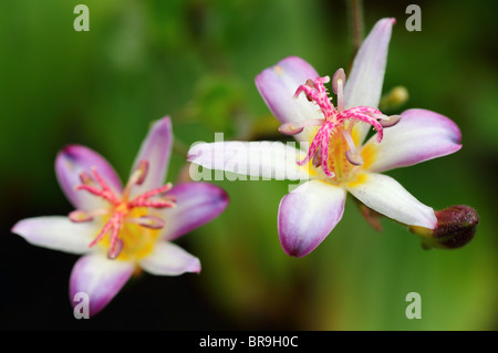 Kröte Lilie Blumen hautnah Tricyrtis hirta Stockfoto