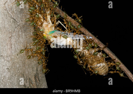 Grüne Weberameisen (Oecophylla Smaragdina) schwärmen über einer frisch geschlüpften Zikade in Kakadu National Park, Australien. Stockfoto