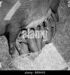 1950ER JAHREN WURF VON DUROC FERKEL SÄUGEN NAHRUNG SAUGEN BABYS MUTTER SCHWEIN NURTURE BAUERNHOF STROH Stockfoto