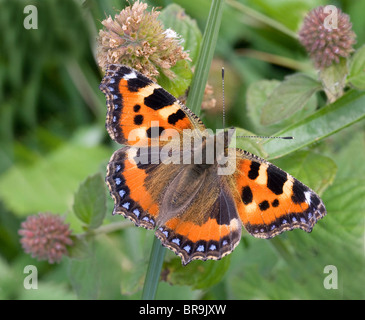 Kleiner Fuchs Schmetterling Aglais Urticae eine feine Imago der Herbst Brut im Vereinigten Königreich Fütterung auf Wasser Minze Blumen Stockfoto