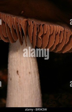 Pilze im Wald von Evje in Rygge, südöstlichen Norwegen. Stockfoto