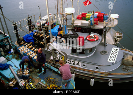 Ucluelet, BC, Vancouver Island, British Columbia, Kanada - Fischer entladen Geoduck Muscheln aus kommerziellen Fischerboot Stockfoto