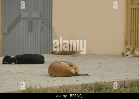 Hunde schlafen auf Bürgersteig in Kabul, Afghanistan Stockfoto