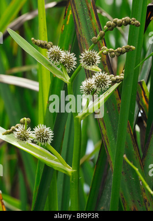 Verzweigte Bur-reed-Sparganium erectum Stockfoto