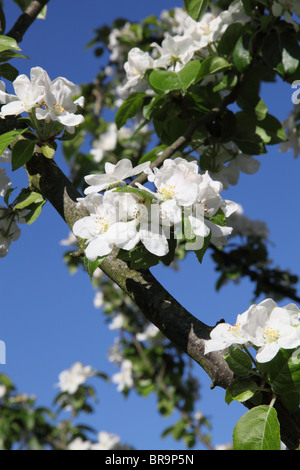 Weiße Apfelblüte Stockfoto