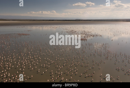 Luftaufnahme von Flamingos am Lake Nakuru National Park, Kenia Stockfoto