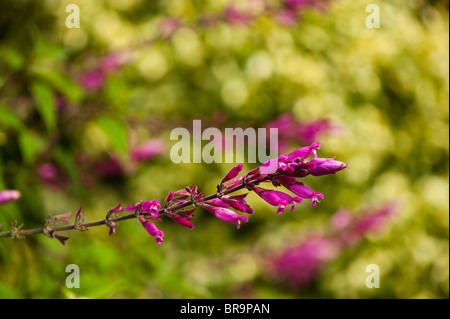 Salvia Involucrata, Rosenblatt Salbei in Blüte Stockfoto