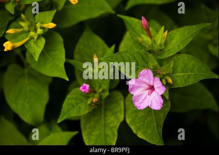 Mirabilis Jalapa, vier Uhr Blume oder Marvel von Peru, in Blüte Stockfoto