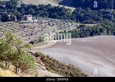 Ein Blick über eine trockene toskanische Landschaft auf ein Haus, das von einem Olivenhain umgeben ist, etwas außerhalb von San Gimignano, Toskana Italien Stockfoto