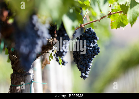 Mehrere Bündel reifer, schwarzer Vernaccia-Trauben hängen kurz vor der Ernte in einem Weingut außerhalb von San Gimignano, Toskana Italien, von einer Reben Stockfoto