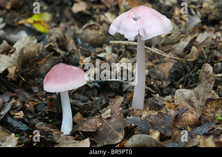 Zwei rosige Motorhaube Pilze - Mycena rosea Stockfoto