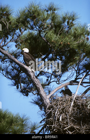 WEIßKOPFSEEADLER Haliaeetus Leucocephalus Nordamerika Bewachung NEST Stockfoto