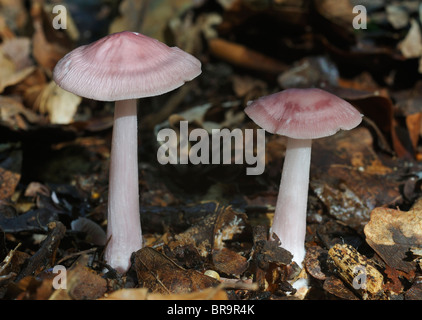 Zwei rosige Motorhaube Pilze - Mycena rosea Stockfoto