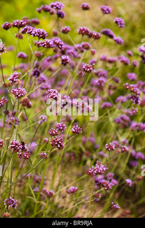 Verbena Bonariensis in Blüte Stockfoto