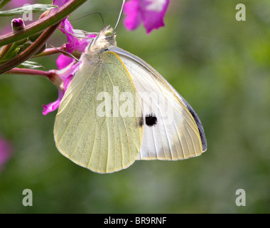 Großer weißer Schmetterling Pieris Brassicae Fütterung auf größere Weidenröschen Stockfoto