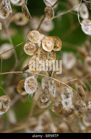 Ehrlichkeit (Lunaria annua) Samenkapseln im frühen Herbst in Sussex, UK Stockfoto