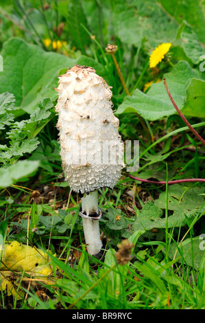 Shaggy Tinte GAP Pilze in Nahaufnahme Stockfoto