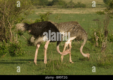 PAAR VON AFRIKANISCHEN STRAUßEN, MÄNNLICH UND WEIBLICH Stockfoto