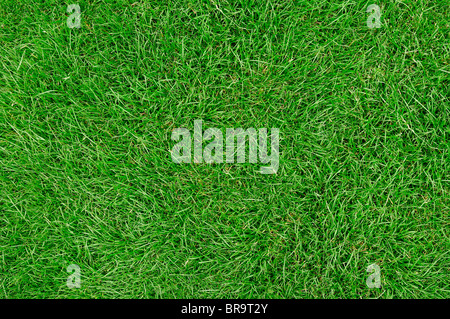 Rasen, Rasen hautnah. Stockfoto