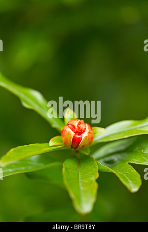 Rote Blüte Granatapfel (Punica Granatum) im frühen Herbst Stockfoto