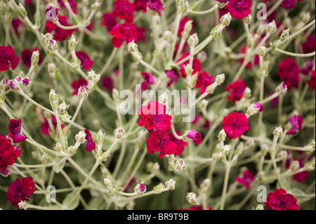 Lychnis Coronaria "Gärtner World Blych" Rose Campion Stockfoto