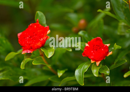 Rote Blüte Granatapfel (Punica Granatum) im frühen Herbst Stockfoto