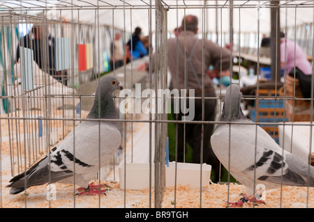 Tauben in der Beurteilung Zelt am Sandringham Spiel und Country Fair Stockfoto