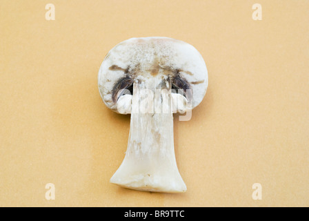 Querschnitt des weißen Champignon-Pilzes (Agaricus Bisporus) Stockfoto