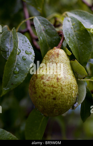 Eine Birne auf einen Birnbaum. Stockfoto