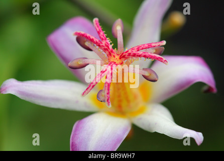 Kröte Lilie Blume Nahaufnahme Tricyrtis hirta Stockfoto