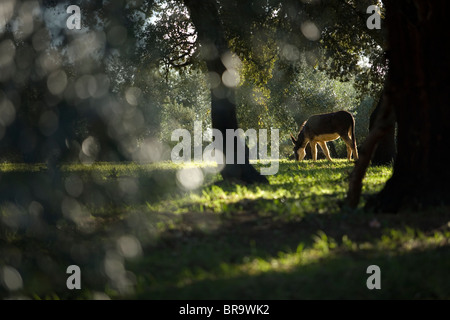 Ein Esel grast in einem Olivenhain Stockfoto