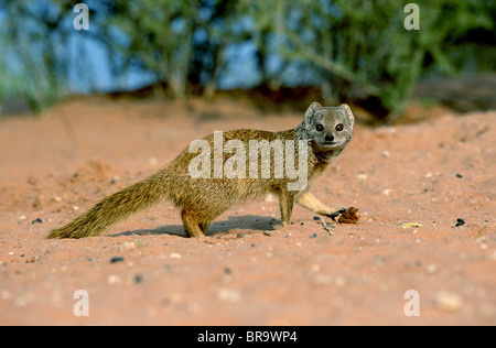 Gelbe Mongoose Cynictis Penicillata Kalahari - Gemsbok National Park in Südafrika Stockfoto