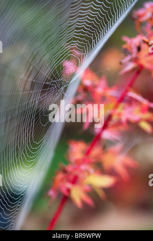 Spinnen-Web in einem Garten vor einem Acer-Baum Stockfoto