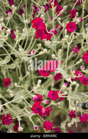 Lychnis Coronaria "Gärtner World Blych" Rose Campion Stockfoto