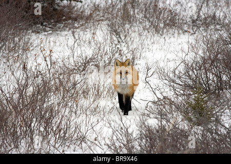 Rotfuchs in Churchill Manitoba Kanada Stockfoto