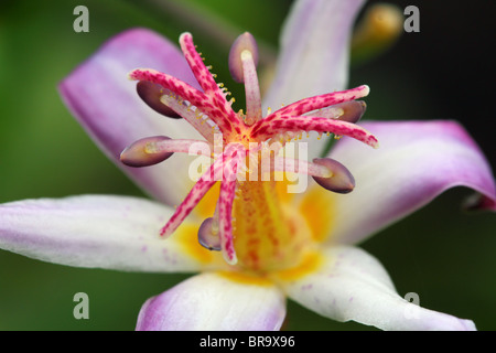 Kröte Lilie Blume Nahaufnahme Tricyrtis hirta Stockfoto