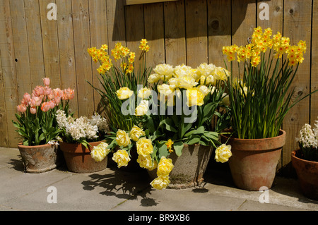 Narzissen und Tulpen blühen in Tontöpfen auf einer Terrasse Stockfoto