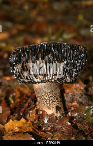 Brittlegill Russula Nigricans Schwärzung Stockfoto