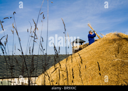 Ein Mann baut ein neues Strohdach im Dorf O Cebreiro befindet sich auf dem Camino de Santiago-Pilgerweg Galizien Spanien. Stockfoto