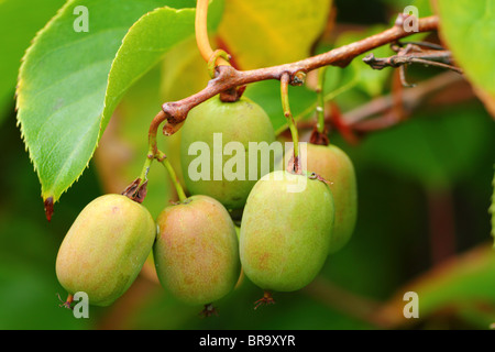 Winterharte Kiwi Kiwis Schnitt Mischpflanzungen Stockfoto