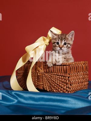 TABBY KITTEN SITZEN IM KORB MIT GELBEN BAND BOW Stockfoto