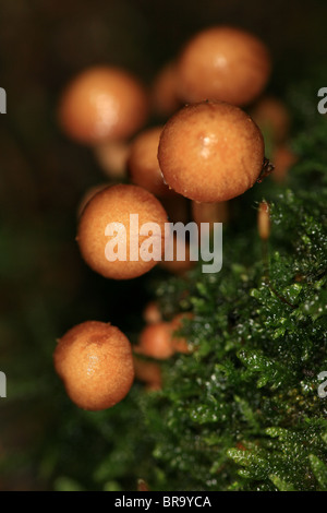 Pilze wachsen auf einem Baumstumpf in Evje in Rygge, Østfold, Norwegen Stockfoto