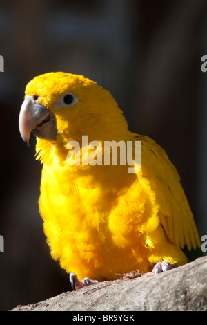 Goldene Sittich oder goldenen Conure (Guaruba Guarouba) Stockfoto