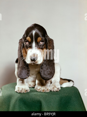 BASSET HOUND WELPE MIT GEFÜHLVOLLEN, TRAURIGEN AUGEN SUCHEN DIREKT VOR Stockfoto