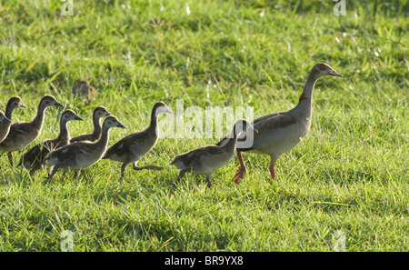 ENTENMUTTER MIT 8 BABY ENTCHEN ZU FUß DURCH AFRIKA GRASS Stockfoto