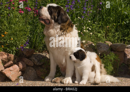 ST. BERNARD HUND MIT WELPEN IM FREIEN Stockfoto